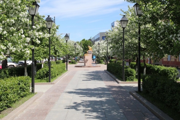 Деревья тюмени фото
