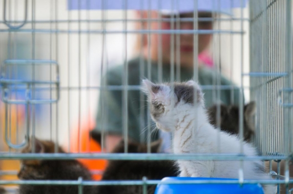 Ялуторовские волонтеры выиграли грант на кастрацию и стерилизацию бездомных животных Ялуторовские волонтеры выиграли грант на кастрацию и стерилизацию бездомных животных